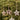 Ib Laursen ´My Nostalgic Christmas´ stjerne 1 stk. assorteret - Brun