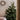 Uyuni Lighting LED julelys 12 stk. - Hvid