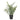 Speedtsberg ´Eukalyptus´ i potte H40 cm