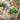 Ib Laursen ´Green Blossom´ skjuler konisk