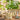 Ib Laursen ´Green Blossom´ skjuler konisk