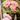Ib Laursen ´Dahlia´ m/5 blomster i potte - Lyserød