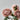 House Doctor ´Chrysanthemum´ kunstig blomsterstilk - Støvet rose