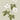 Ib Laursen serviet m/anemoner 16 stk.