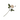 Madleys tørret rose 1 stk. - Cream